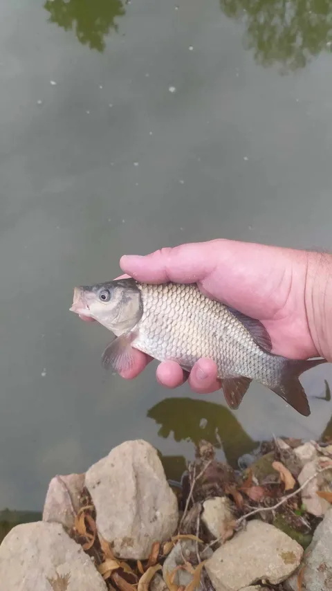 Ein Fang aus dem Verliba-Teich 1