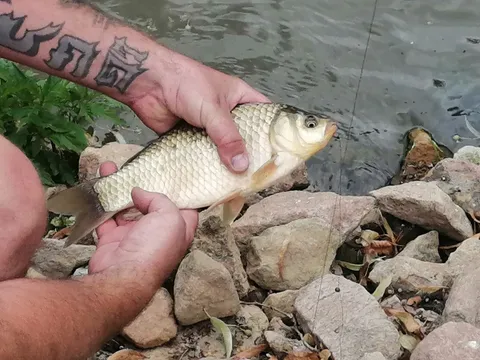 Ein Fang aus dem Verliba-Teich 6